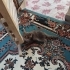 Acil Yuva Arayan Çok Sevecen Yavru Kedi fotoğraf