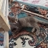 Acil Yuva Arayan Çok Sevecen Yavru Kedi fotoğraf