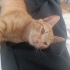 Acil Yuva Arıyoruz Uysal Cana Yakın Sarman Kedi 4.5 aylık fotoğraf