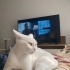 Acil sahiplendirilecek kısır dişi kedi fotoğraf