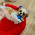 Tatlı Ve Minik Shih Tzu Bebeğimiz Yeni Yuvasını Arıyor fotoğraf