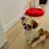 Tatlı Ve Minik Shih Tzu Bebeğimiz Yeni Yuvasını Arıyor fotoğraf