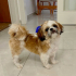Tatlı Ve Minik Shih Tzu Bebeğimiz Yeni Yuvasını Arıyor fotoğraf