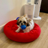 Tatlı Ve Minik Shih Tzu Bebeğimiz Yeni Yuvasını Arıyor fotoğraf