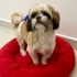 Tatlı Ve Minik Shih Tzu Bebeğimiz Yeni Yuvasını Arıyor fotoğraf