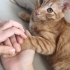 Kalıcı yuvasını arıyoruz fotoğraf