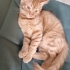 Kalıcı yuvasını arıyoruz fotoğraf