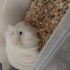 Erkek guinea pig uysaldır peruaner cinsi Acil sahiplik fotoğraf