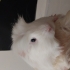 Erkek guinea pig uysaldır peruaner cinsi Acil sahiplik fotoğraf