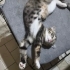 Minnaka acil yuva fotoğraf