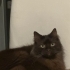 İki yıldır evde bakılan kedi maalesef yuva arıyor fotoğraf