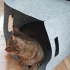 Sevgi Dolu Tekir Kedi Acil Ev Arıyor fotoğraf