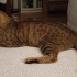 Sevgi Dolu Tekir Kedi Acil Ev Arıyor fotoğraf