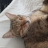 Sevgi Dolu Tekir Kedi Acil Ev Arıyor fotoğraf