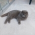 10 Aylık Erkek Scottish Fold – Ücretsiz Sahiplendirilecektir fotoğraf