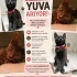 Koyu renkli yavru kedi fotoğraf