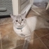 Minik leomuz için yuva aranıyor fotoğraf