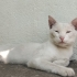 Mavi İnci'mize Yuva Arıyoruz fotoğraf