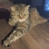 Can dostum kedimi eşimin allerjisi için yuva arıyorum fotoğraf