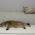 2 tane kısırlaştırılmış mikroçipli dişi kedi fotoğraf