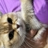 2 tane kısırlaştırılmış mikroçipli dişi kedi fotoğraf