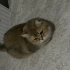 2 tane kısırlaştırılmış mikroçipli dişi kedi fotoğraf