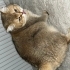 2 tane kısırlaştırılmış mikroçipli dişi kedi fotoğraf