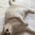 2 tane kısırlaştırılmış mikroçipli dişi kedi fotoğraf