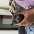 Sevecen sakin zarar vermeyen fotoğraf