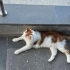 AŞILARI YAPILMIŞ KISIR ERKEK KEDİ EVCİL SOKAĞA TERKEDİLMİŞ fotoğraf