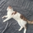 AŞILARI YAPILMIŞ KISIR ERKEK KEDİ EVCİL SOKAĞA TERKEDİLMİŞ fotoğraf