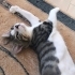 Sokağa dönmesin acilll yuvaaa fotoğraf