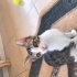 Sokağa dönmesin aciiil yuvaa fotoğraf