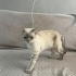 Petshoptan kurtarıldı fotoğraf