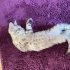 tuvalet eğitimleri var ve oyuncular fotoğraf