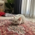 Prenses Gibi, bembeyaz Kızımıze Ömürlük Yuva 🤍 fotoğraf