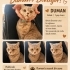 acil yuva araşıyımız var duman için lüften o çok akıllı bir can fotoğraf