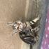 Engelli kedi yuva arıyor fotoğraf