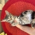 Engelli kedi yuva arıyor fotoğraf