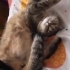 Ücretsiz sahiplendirme fotoğraf