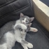 FABRİKA OFİSİ YAN ODASINDA DOĞAN YAVRU KEDİLER fotoğraf