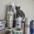FABRİKA OFİSİ YAN ODASINDA DOĞAN YAVRU KEDİLER fotoğraf