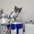 FABRİKA OFİSİ YAN ODASINDA DOĞAN YAVRU KEDİLER fotoğraf