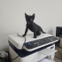 FABRİKA OFİSİ YAN ODASINDA DOĞAN YAVRU KEDİLER fotoğraf