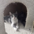 FABRİKA OFİSİ YAN ODASINDA DOĞAN YAVRU KEDİLER fotoğraf