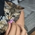 Ossi'yi sahiplendirmek istiyoruz fotoğraf