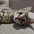 Ossi'yi sahiplendirmek istiyoruz fotoğraf