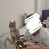 Ossi'yi sahiplendirmek istiyoruz fotoğraf