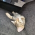 Ossi'yi sahiplendirmek istiyoruz fotoğraf