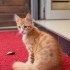🧡 Yuvasını Arayan Minik Prens 🧡 fotoğraf